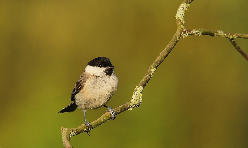 Sumpfmeise oder Nonnenmeise (Poecile palustris)