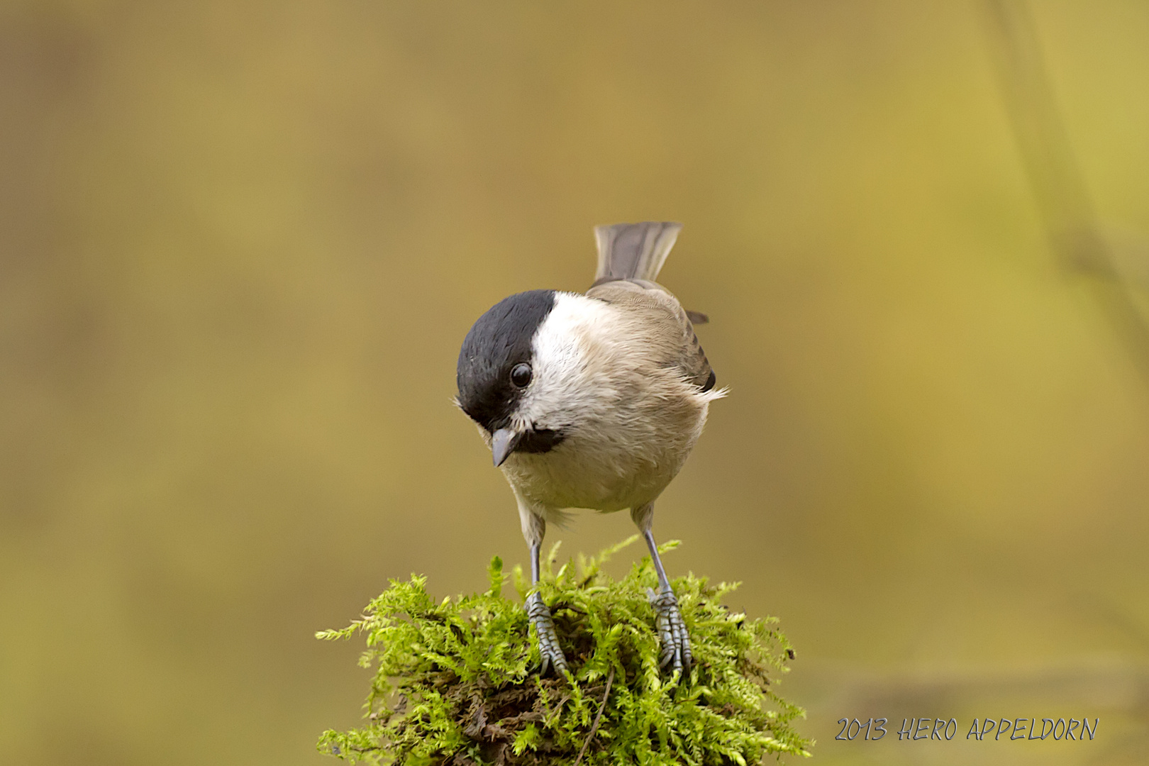 Sumpfmeise oder Nonnenmeise (Poecile palustris)  . . .