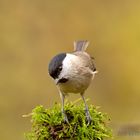 Sumpfmeise oder Nonnenmeise (Poecile palustris)  . . .