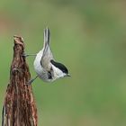 Sumpfmeise oder Nonnenmeise (Poecile palustris)