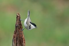 Sumpfmeise oder Nonnenmeise (Poecile palustris)