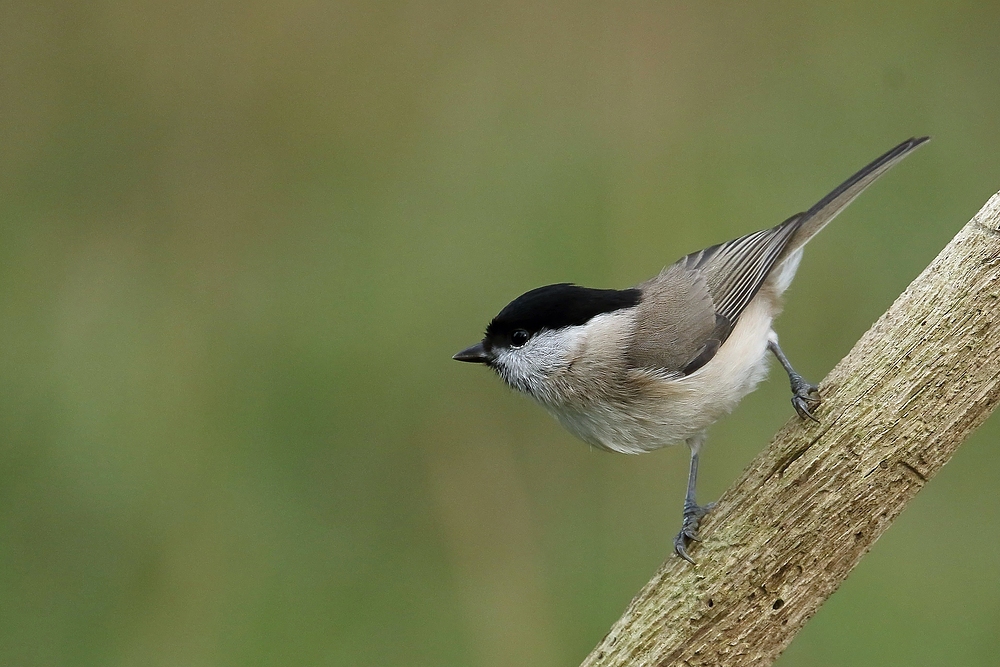 Sumpfmeise oder Nonnenmeise  (Poecile palustris)