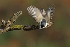 Sumpfmeise oder Nonnenmeise (Poecile palustris)