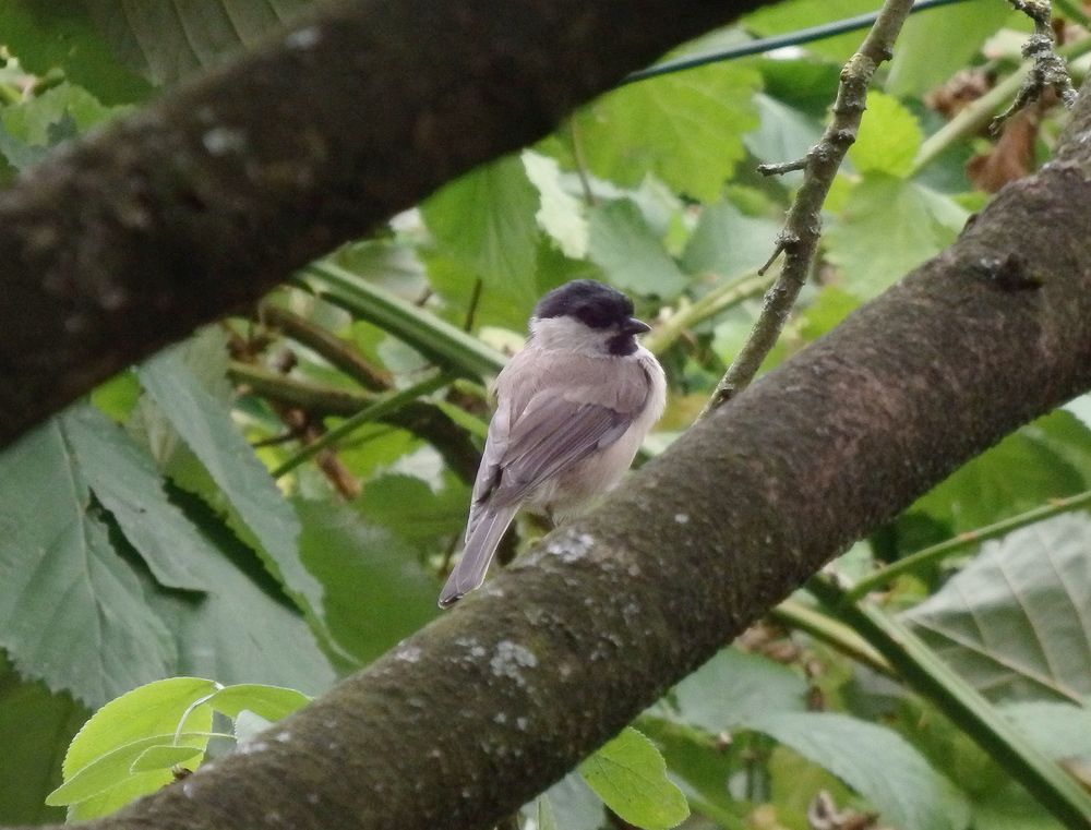 Sumpfmeise oder Nonnenmeise (Poecile palustris)