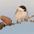 Sumpfmeise oder Nonnenmeise (Poecile palustris, Syn. Parus palustris)