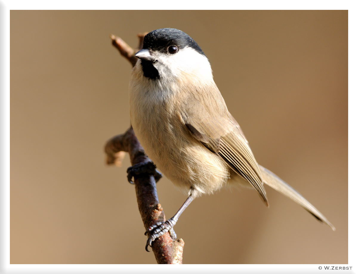 - Sumpfmeise - ( Parus montanus )