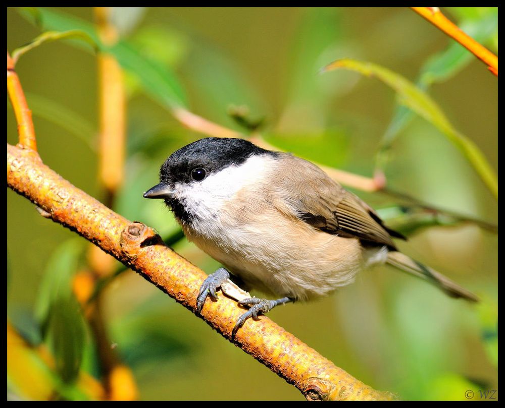 - Sumpfmeise - ( Parus montanus )