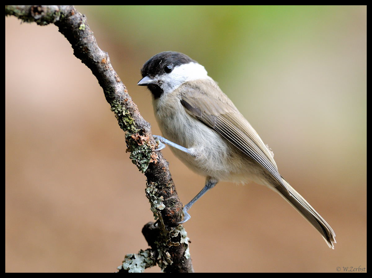 - Sumpfmeise - ( Parus montanus )