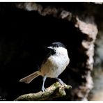 --- Sumpfmeise --- ( Parus montanus )