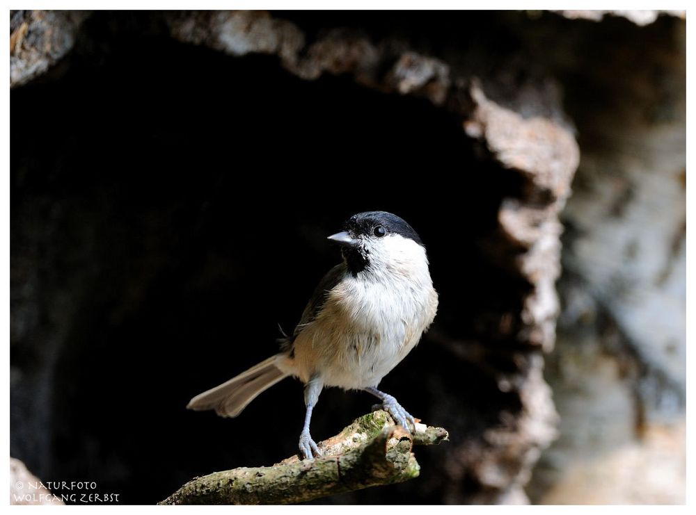 --- Sumpfmeise --- ( Parus montanus )