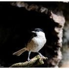 --- Sumpfmeise --- ( Parus montanus )