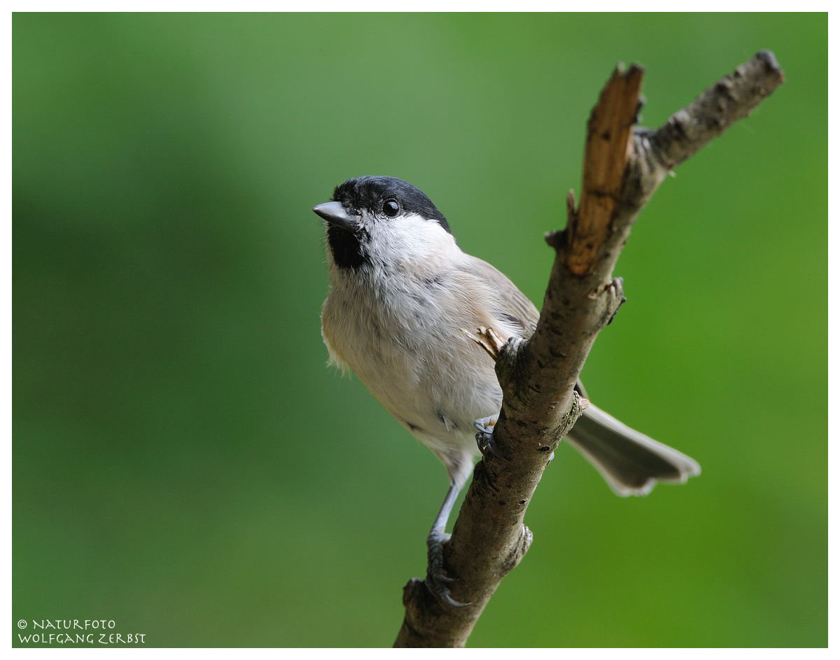 ---- Sumpfmeise ---- ( Parus pallustris )