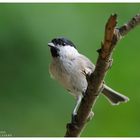 ---- Sumpfmeise ---- ( Parus pallustris )