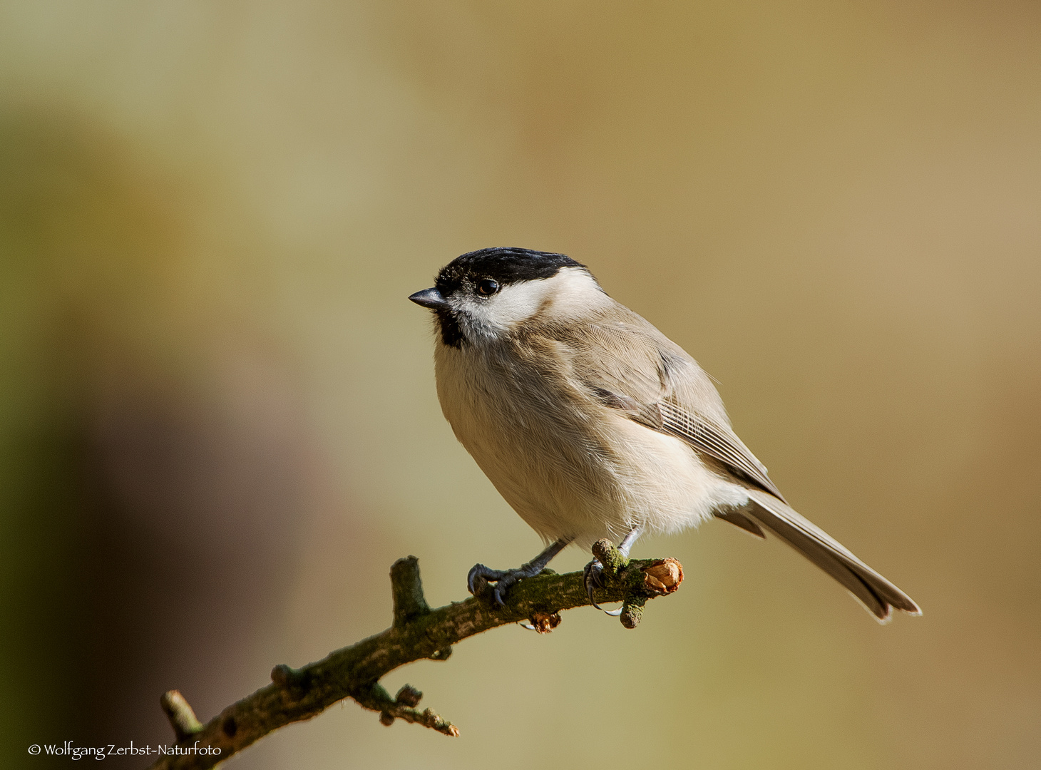   - SUMPFMEISE -  ( Parus. palustris )