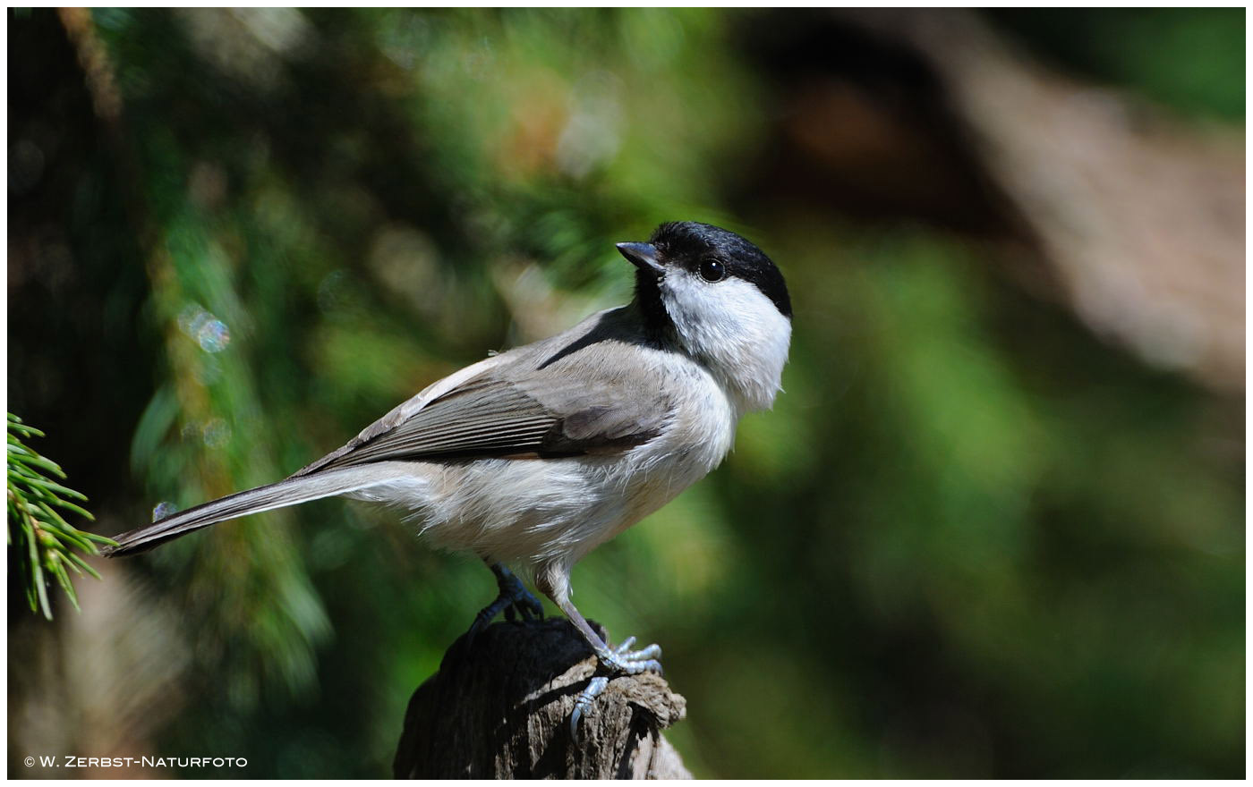 --- Sumpfmeise --- ( Parus palustris )