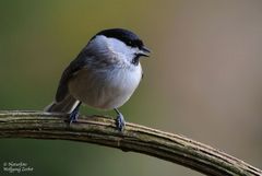 --- Sumpfmeise --- ( Parus palustris )