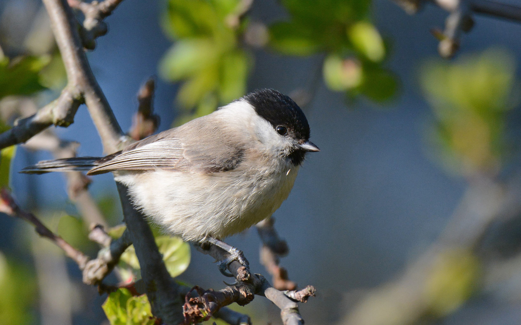 Sumpfmeise (Parus palustris)