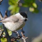 Sumpfmeise (Parus palustris)