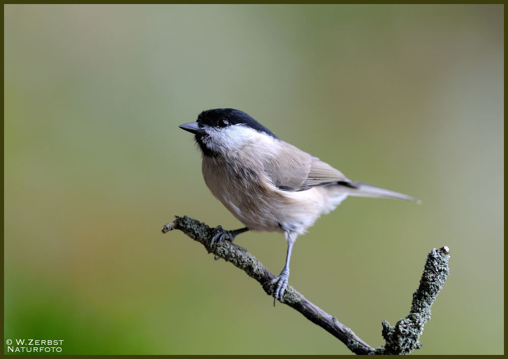 - Sumpfmeise - ( Parus palustris )