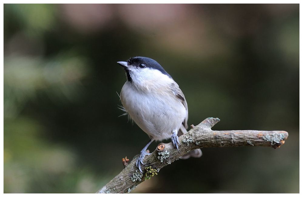 - Sumpfmeise - ( Parus palustris )