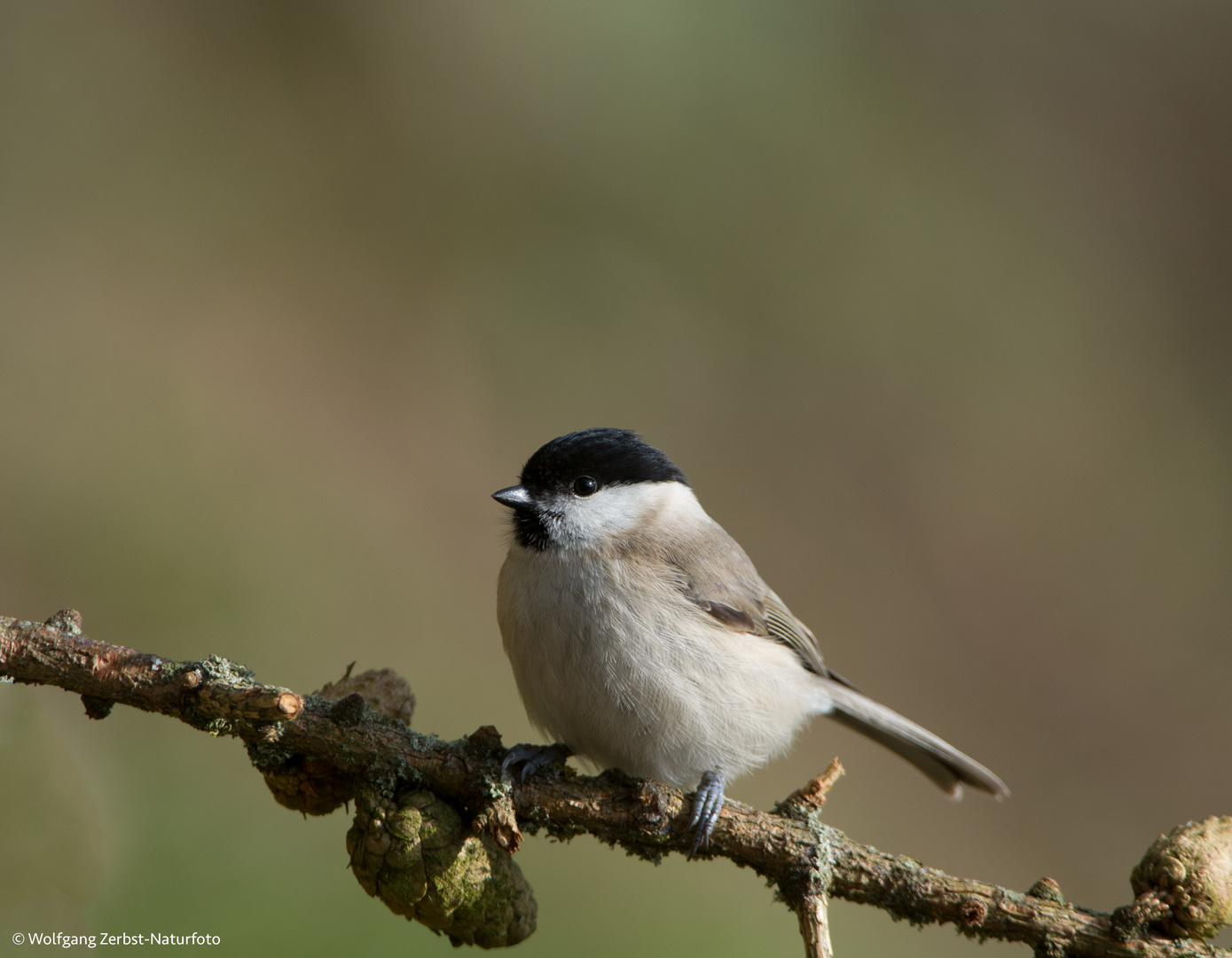 --- Sumpfmeise ---   ( Parus palustris )