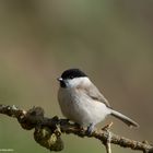 --- Sumpfmeise ---   ( Parus palustris )