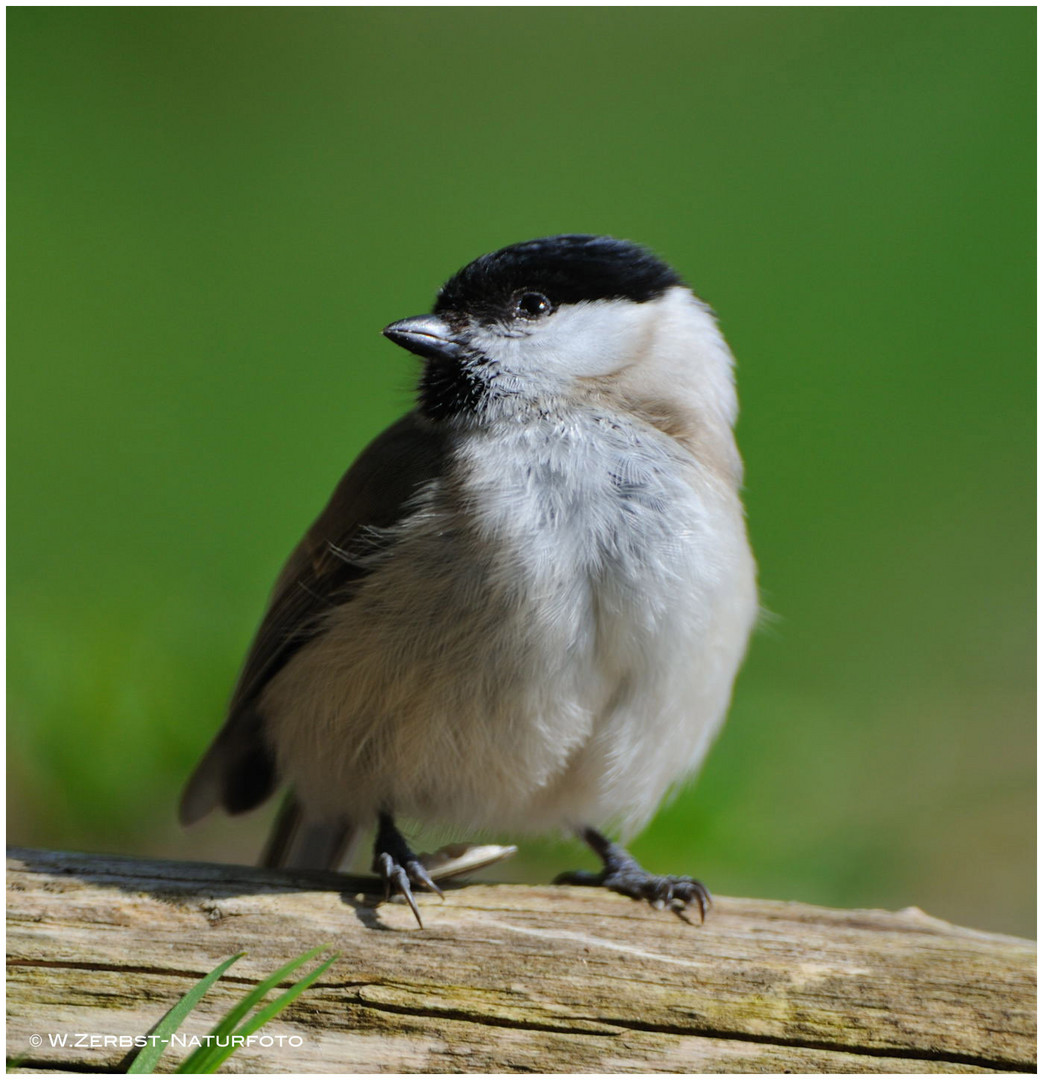 --- Sumpfmeise --- ( Parus palustris )