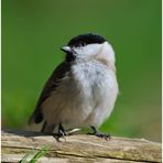 --- Sumpfmeise --- ( Parus palustris )