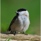 --- Sumpfmeise --- ( Parus palustris )