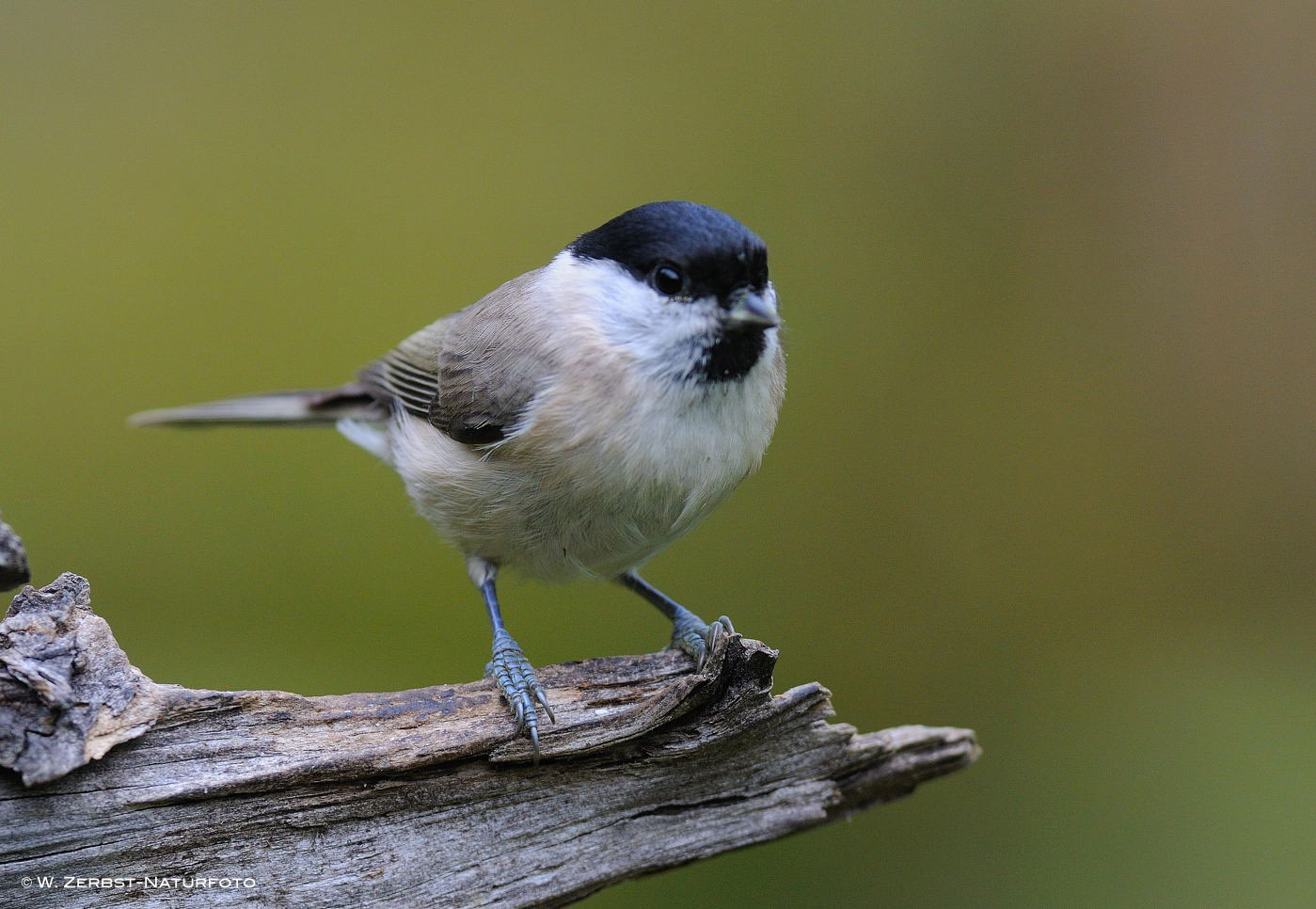 --- Sumpfmeise --- ( Parus palustris )