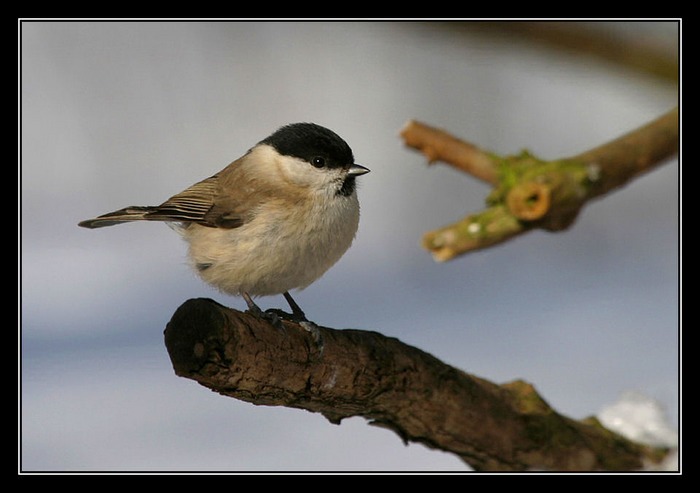 Sumpfmeise (Parus palustris)