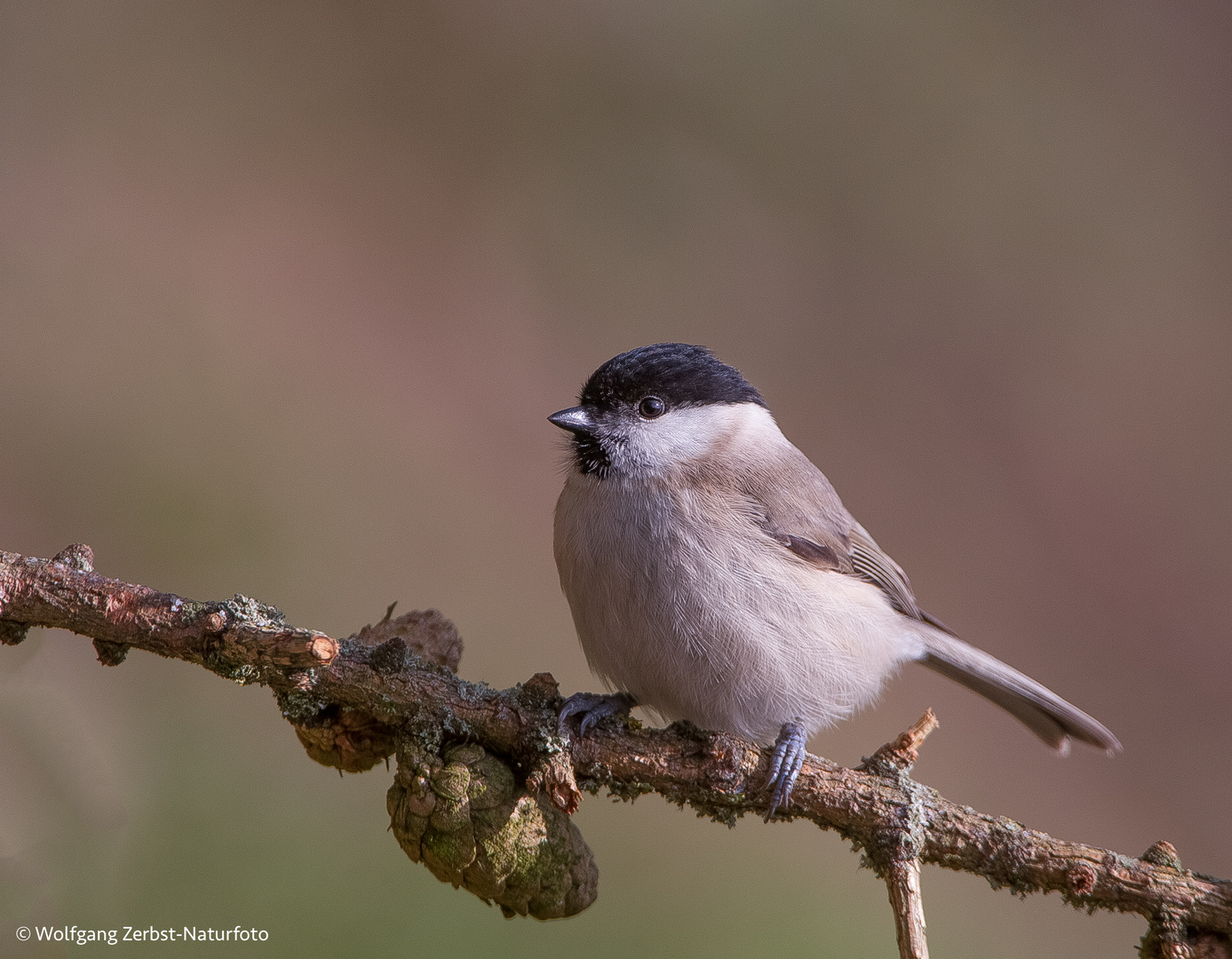 -- Sumpfmeise --  ( Parus palustris )