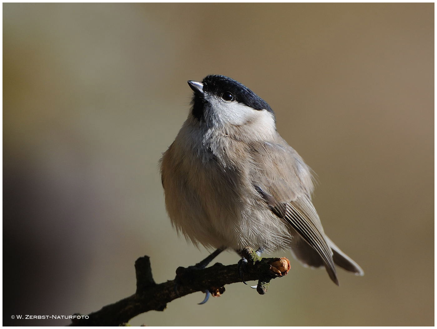 --- Sumpfmeise --- ( Parus palustris )