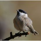 --- Sumpfmeise --- ( Parus palustris )