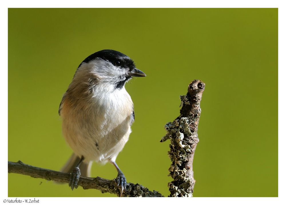 + Sumpfmeise + ( Parus palustris )