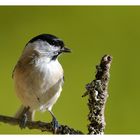 + Sumpfmeise + ( Parus palustris )