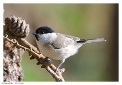 ---- Sumpfmeise ---- ( Parus palustris )