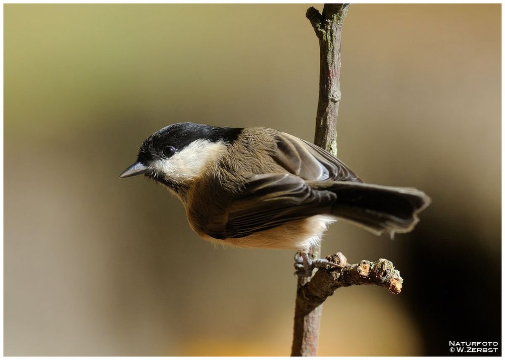 - Sumpfmeise -            ( Parus palustris )