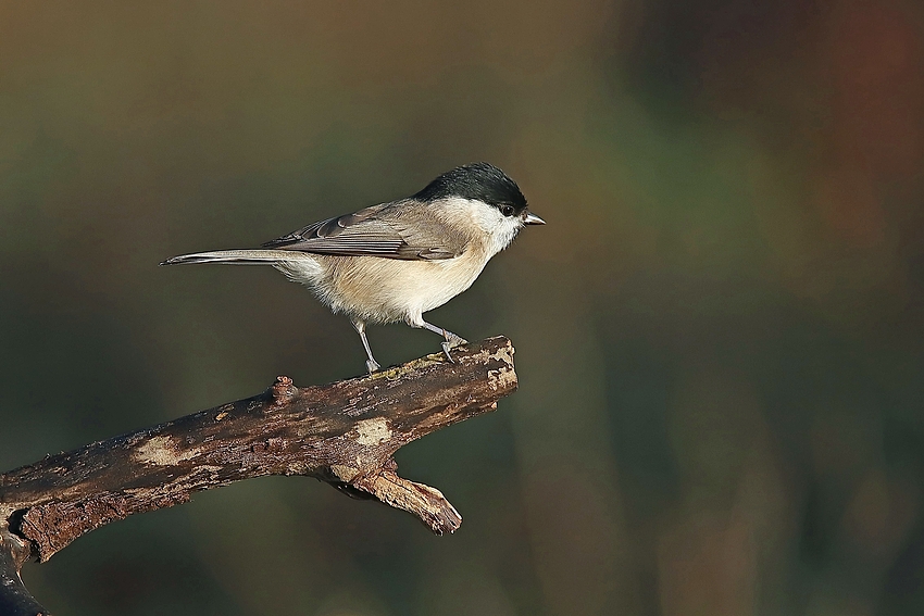 Sumpfmeise  (Parus palustris)