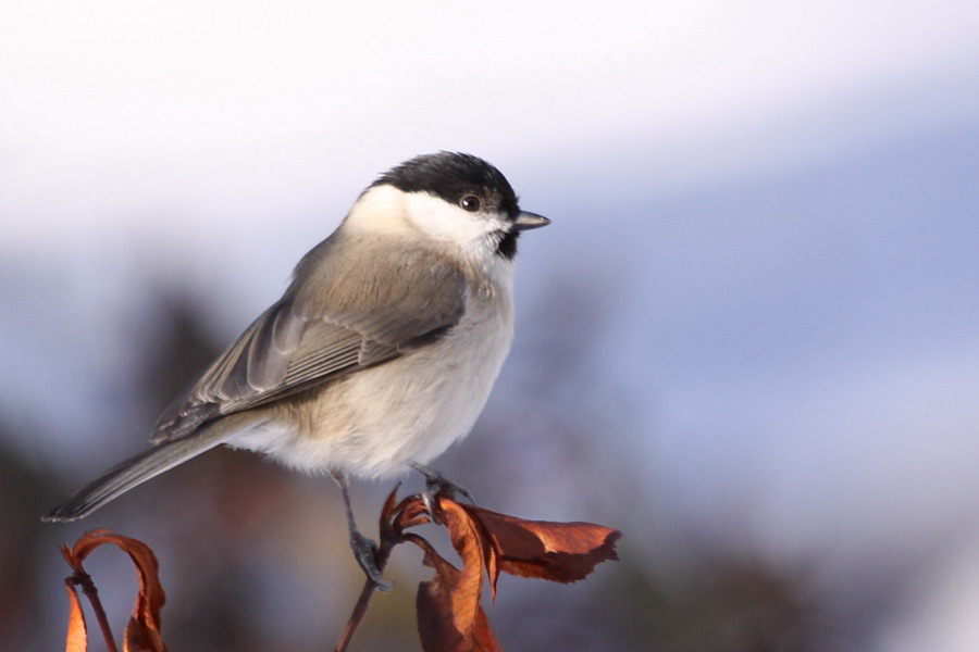 Sumpfmeise ( Parus palustris )