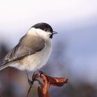 Sumpfmeise ( Parus palustris )