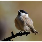 --- Sumpfmeise --- ( Parus palustris )