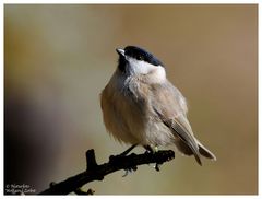 --- Sumpfmeise --- ( Parus palustris )