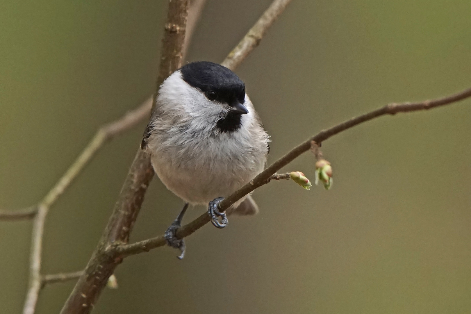 Sumpfmeise (Parus palustris)