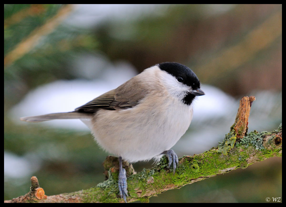 - Sumpfmeise - ( Parus palustris )