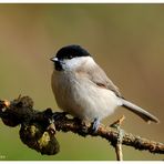 --- Sumpfmeise --- ( Parus palustris )