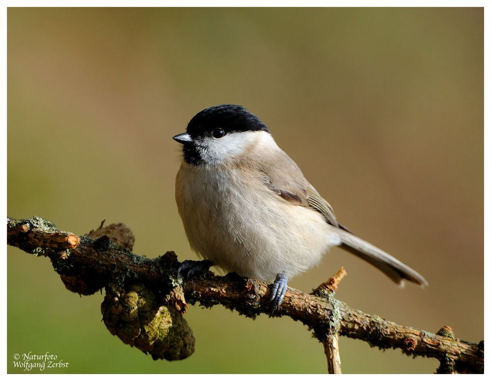 --- Sumpfmeise --- ( Parus palustris )