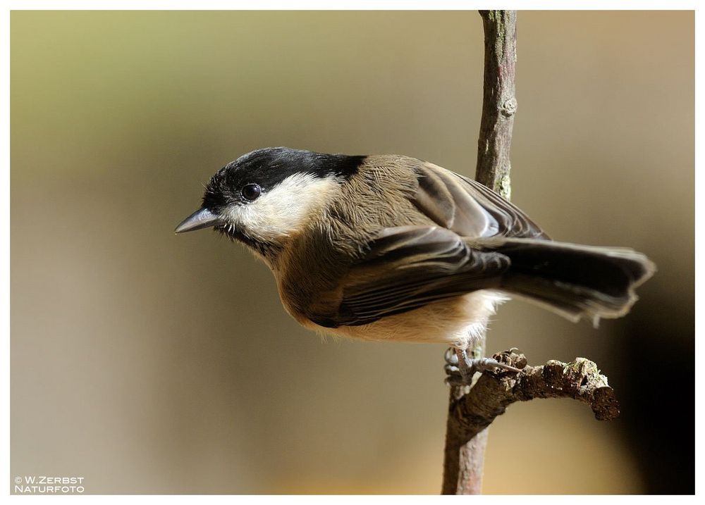 - Sumpfmeise - ( Parus palustris )