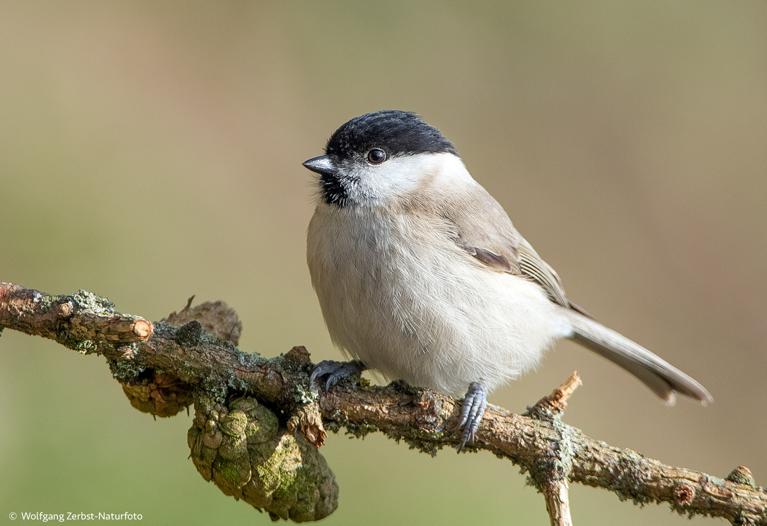   - Sumpfmeise -  ( Parus palustris )