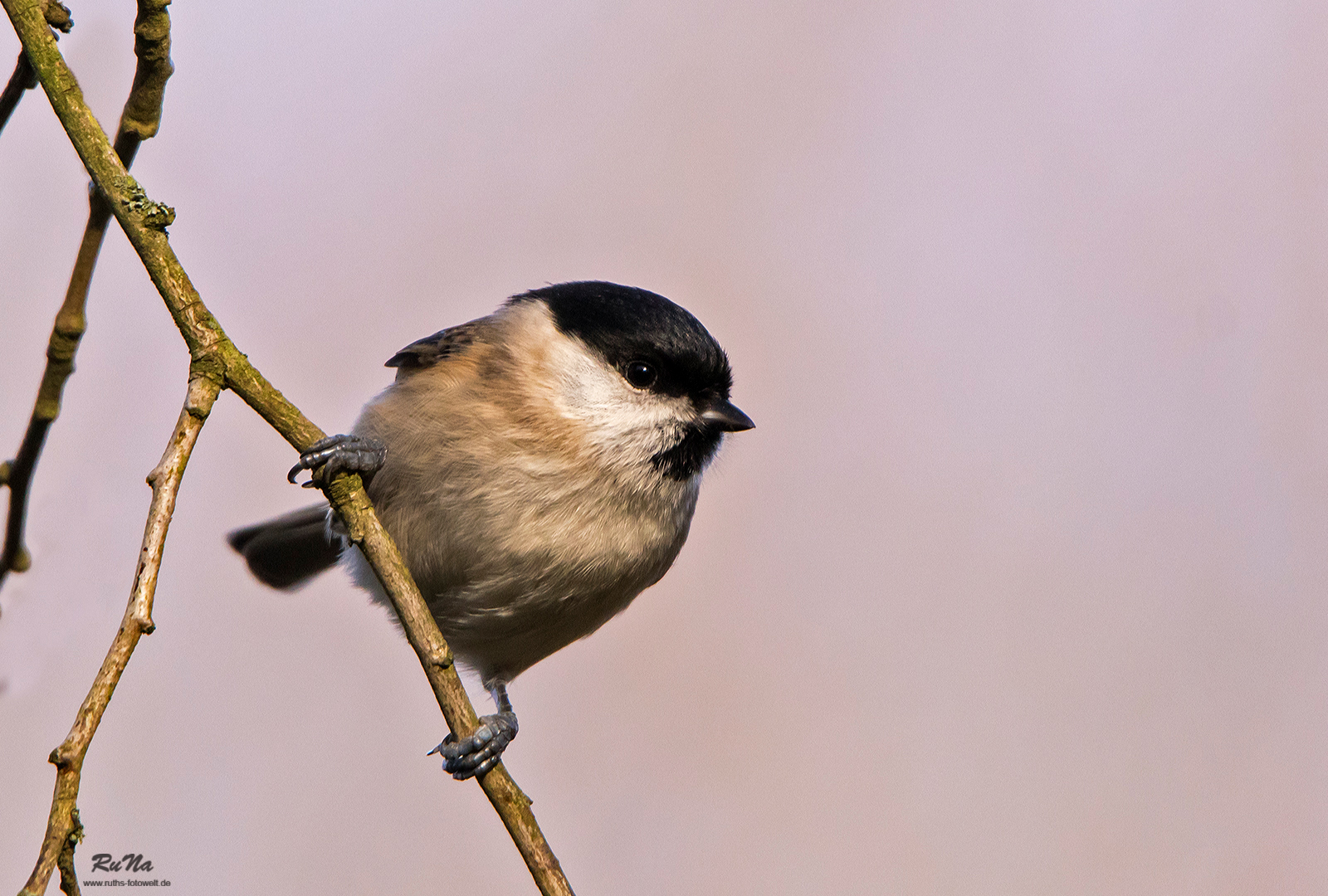 Sumpfmeise - Parus palustris